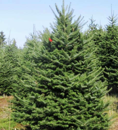 7 - 8 ft Premium Balsam Fir