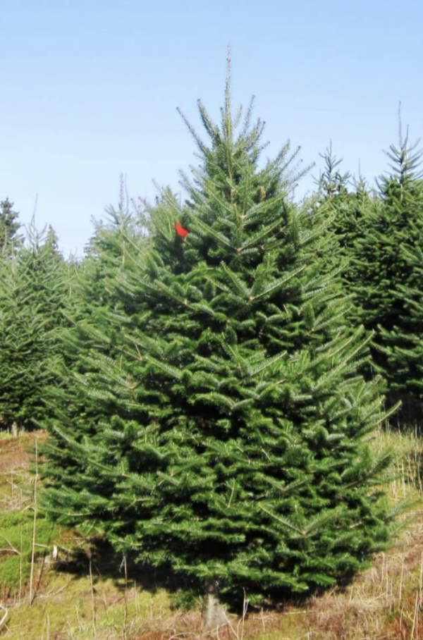 7 - 8 ft Premium Balsam Fir